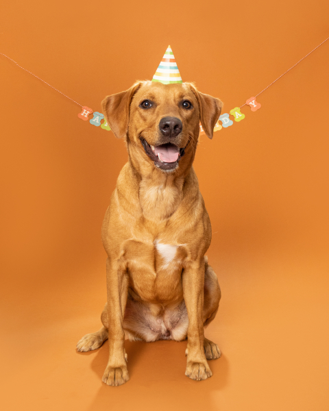 Bess-Dog-1st-Birthday-1315