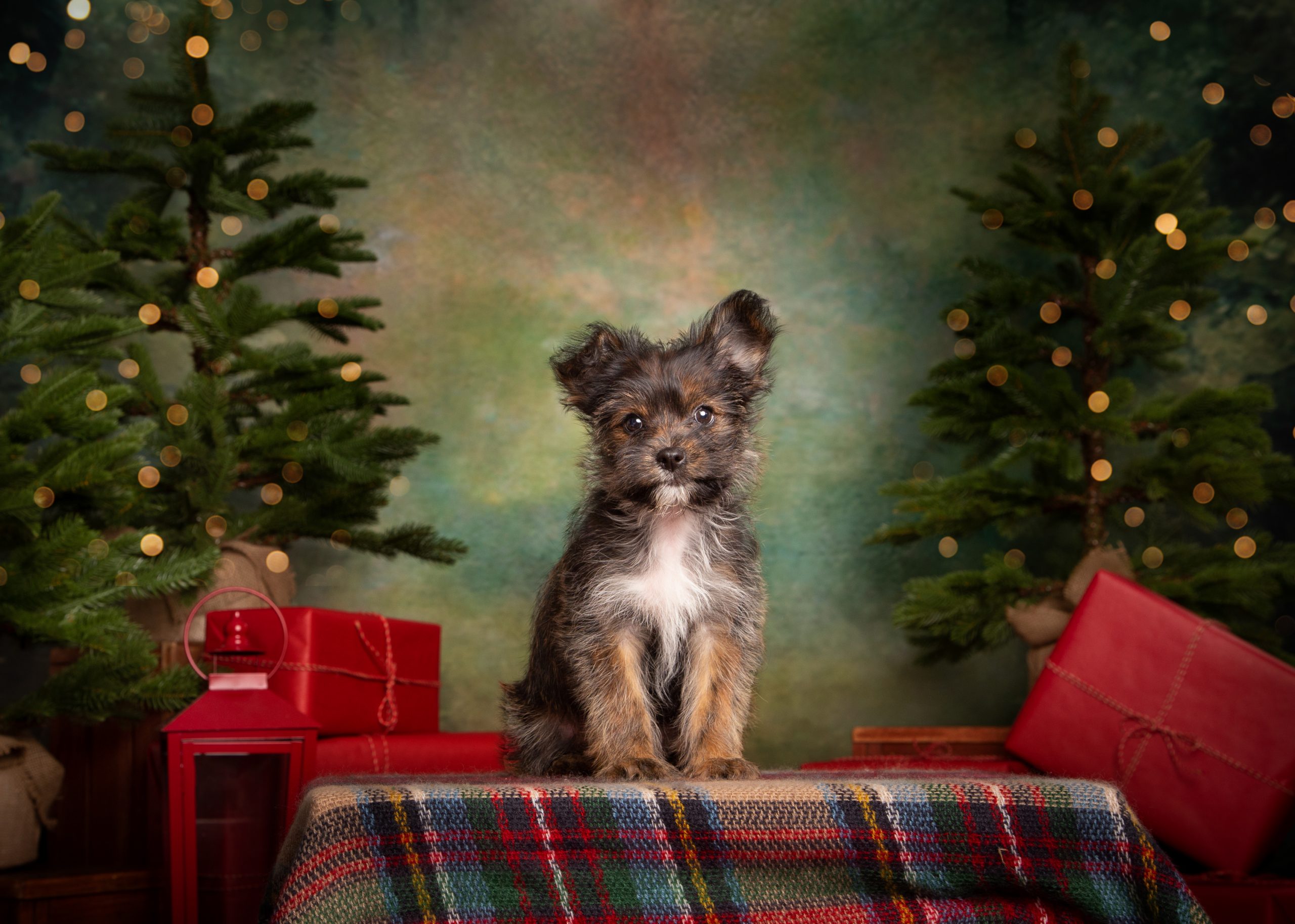 LuLu Christmas in August Spoiled Rotten Photography